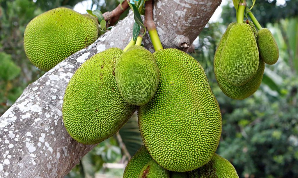 Jackfruit on the tree.