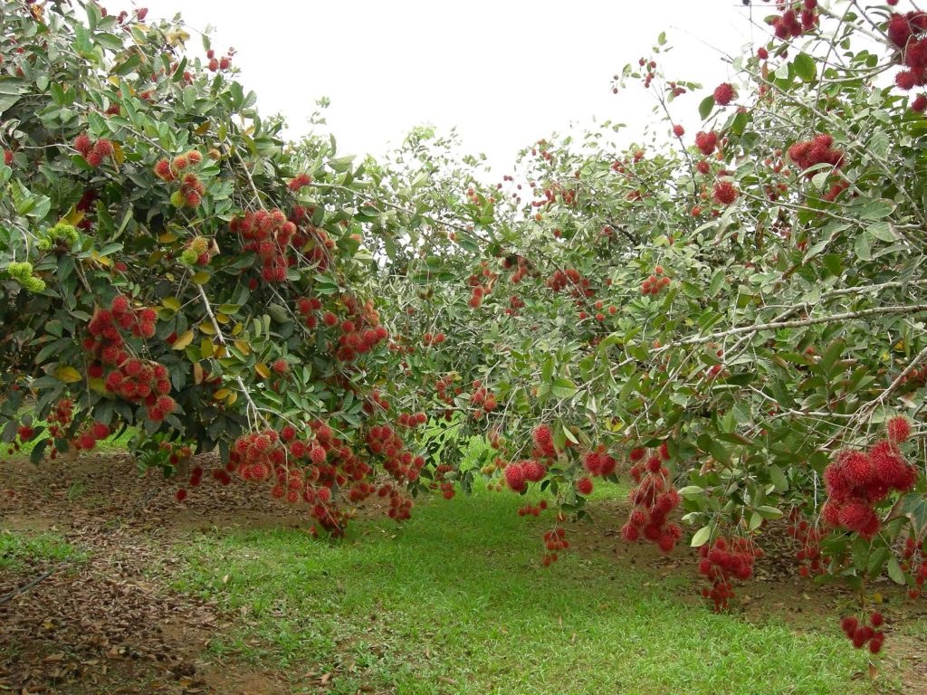 rambutan