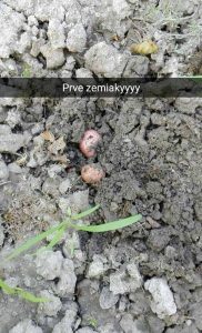 zemiaky 1