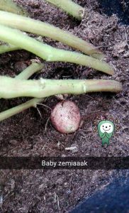 zemiaky 2